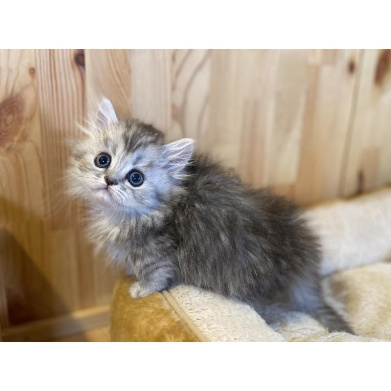 販売中の長野県のミヌエット(短足)-140023の9枚目