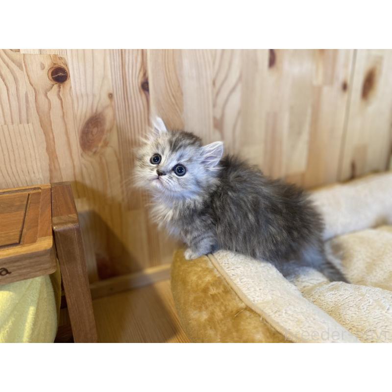 販売中の長野県のミヌエット(短足)-140023の8枚目