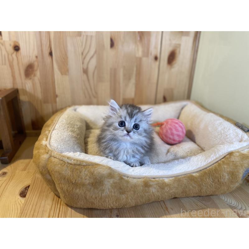 販売中の長野県のミヌエット(短足)-140023の7枚目