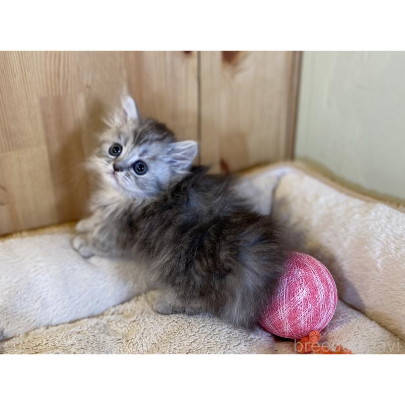 販売中の長野県のミヌエット(短足)-140023の6枚目