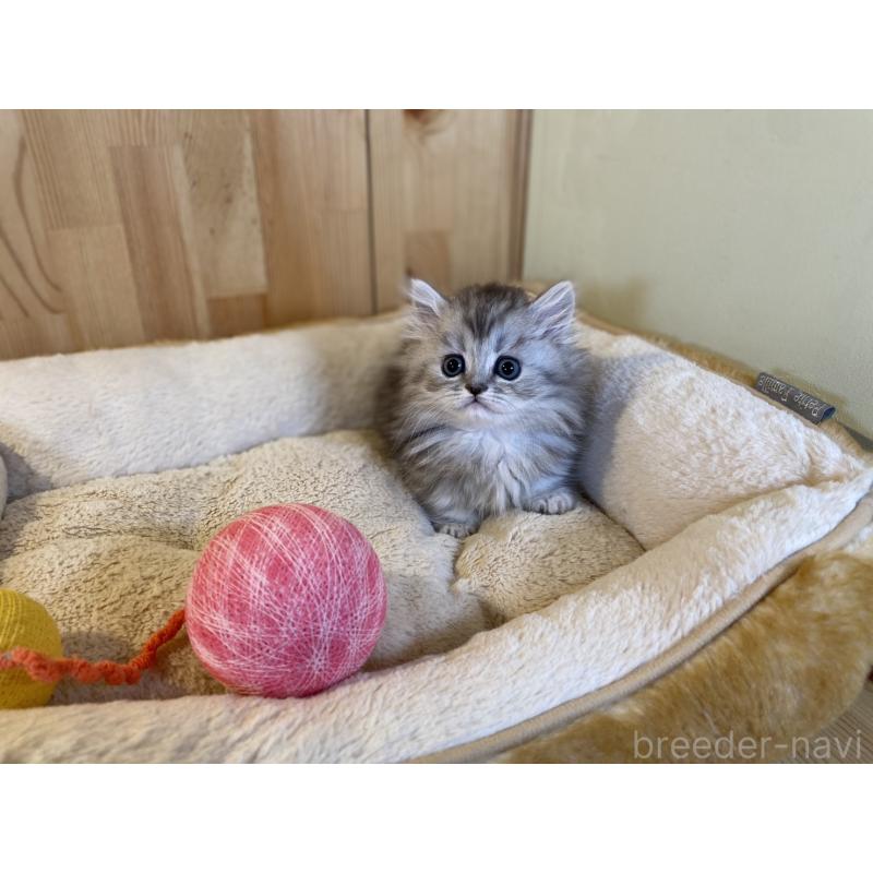 販売中の長野県のミヌエット(短足)-140023の5枚目