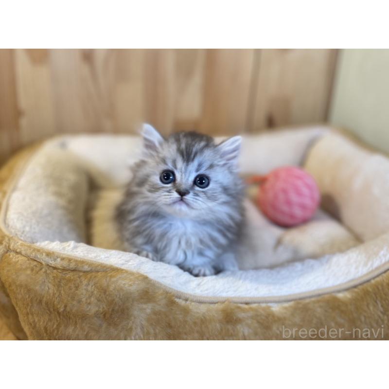 販売中の長野県のミヌエット(短足)-140023の4枚目