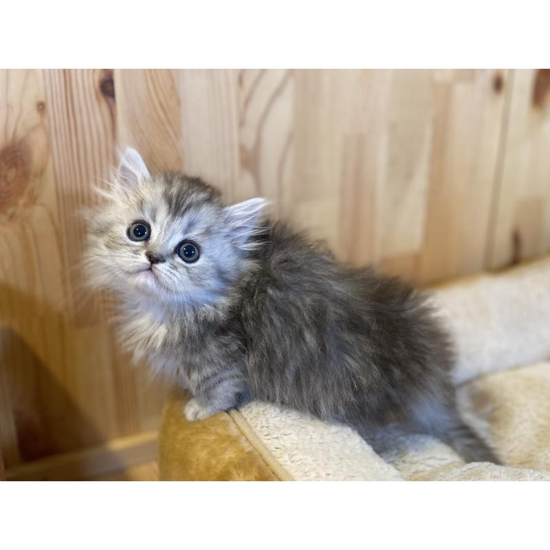 販売中の長野県のミヌエット(短足)-140023の3枚目