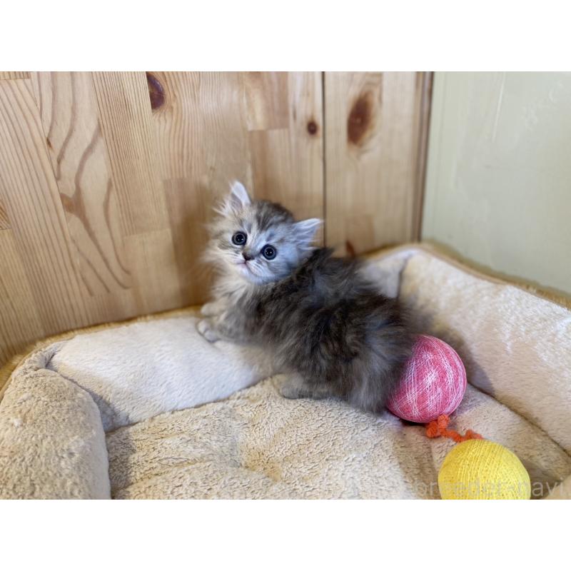 販売中の長野県のミヌエット(短足)-140023の2枚目