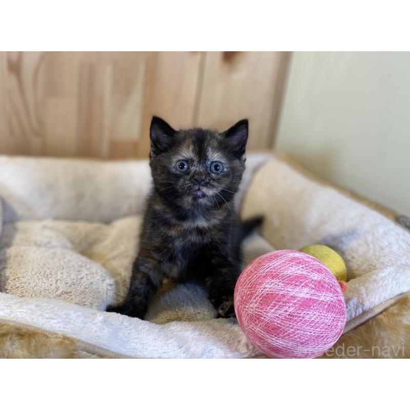 販売中の長野県のマンチカン-140024の8枚目