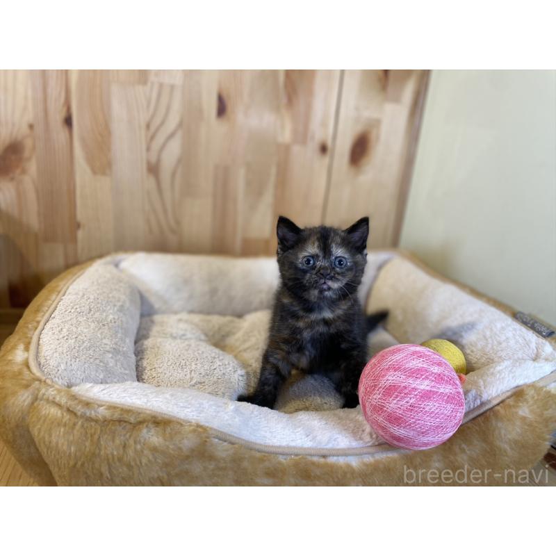 販売中の長野県のマンチカン-140024の7枚目