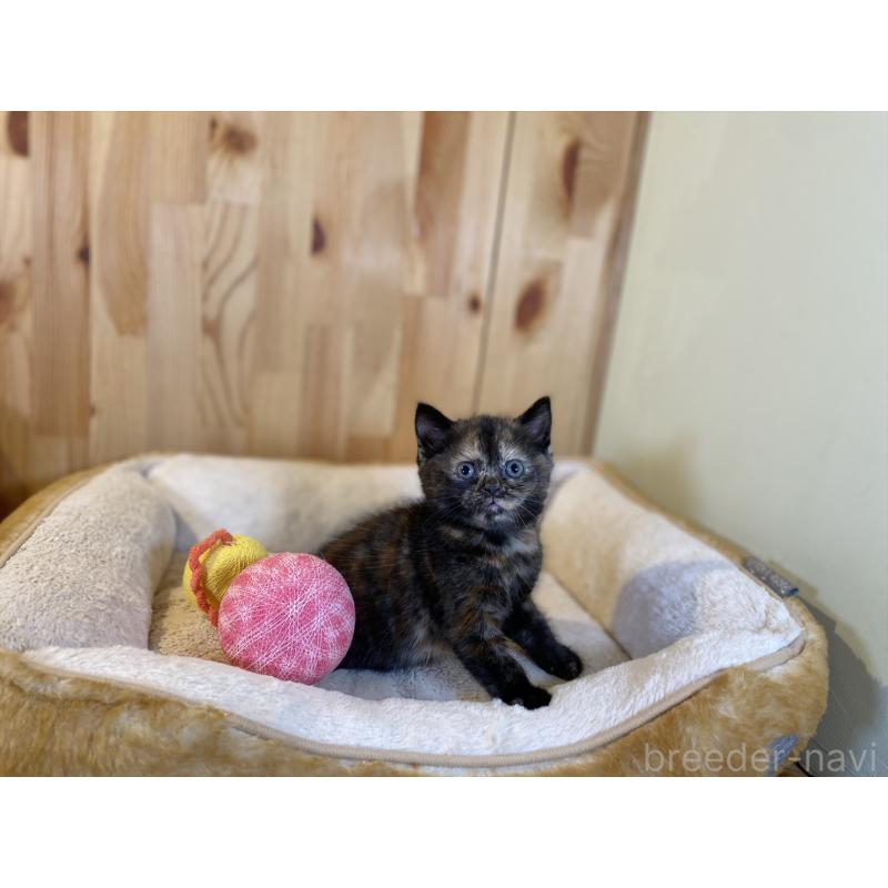 販売中の長野県のマンチカン-140024の6枚目