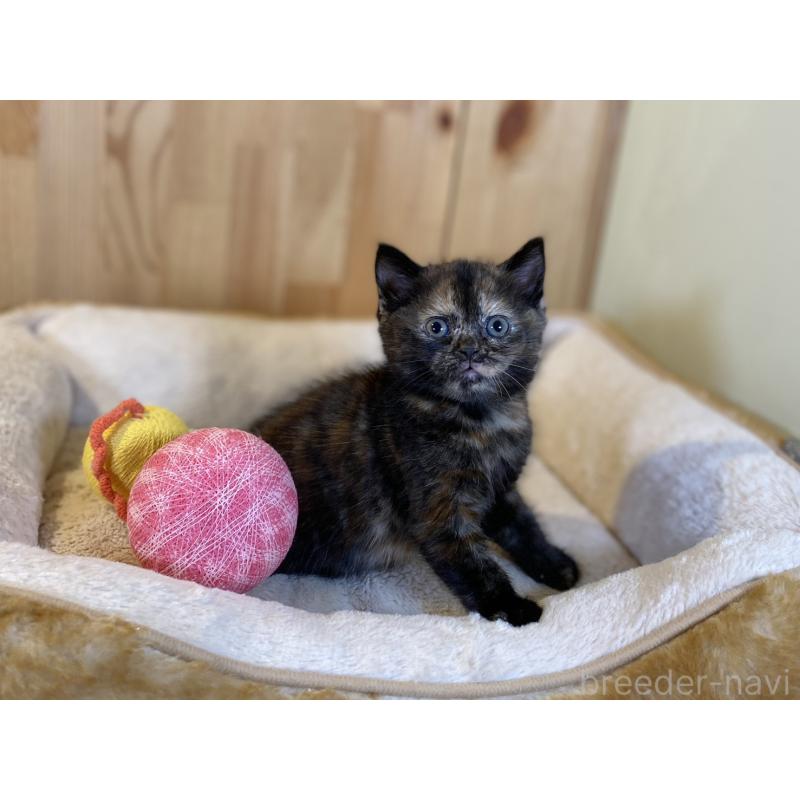 販売中の長野県のマンチカン-140024の5枚目