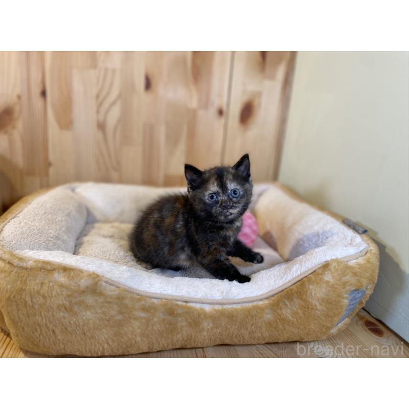 販売中の長野県のマンチカン-140024の4枚目