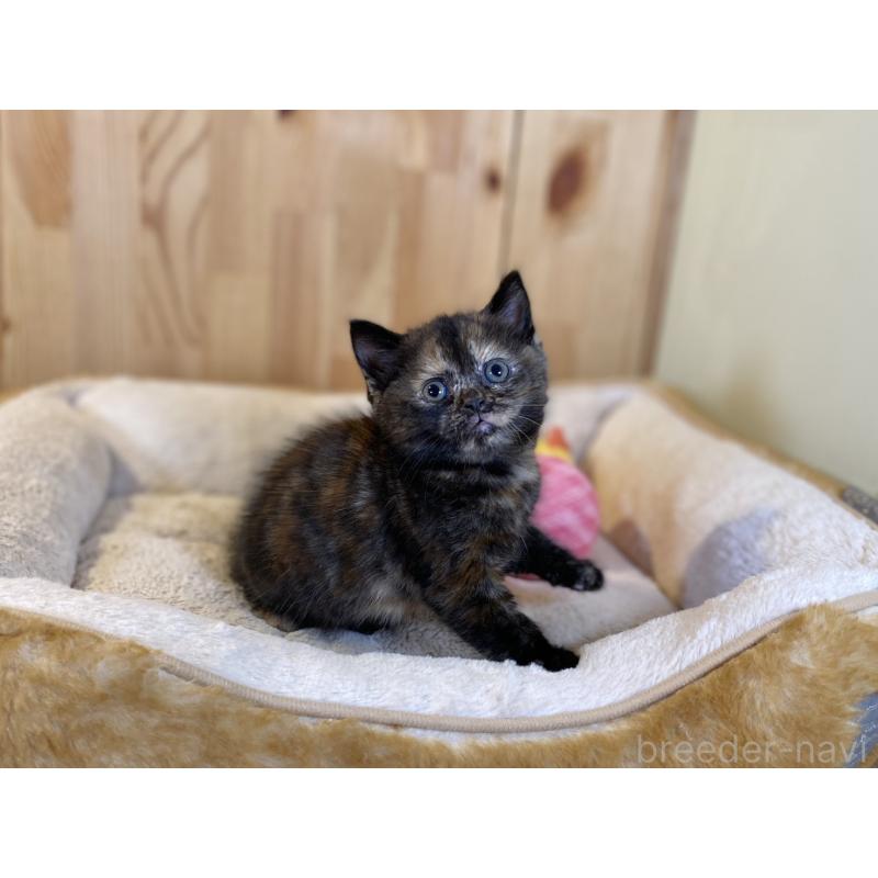 販売中の長野県のマンチカン-140024の3枚目