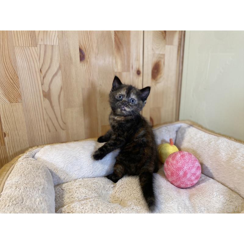 販売中の長野県のマンチカン-140024の2枚目