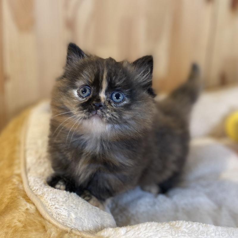 販売中の長野県のマンチカン(短足)-140025