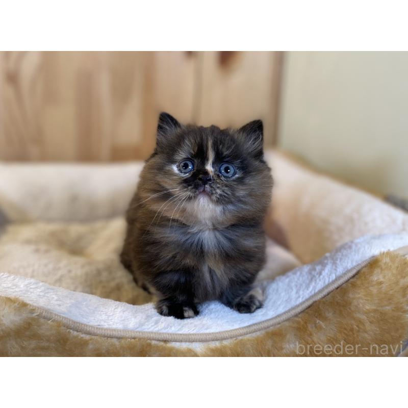 販売中の長野県のマンチカン(短足)-140025の11枚目