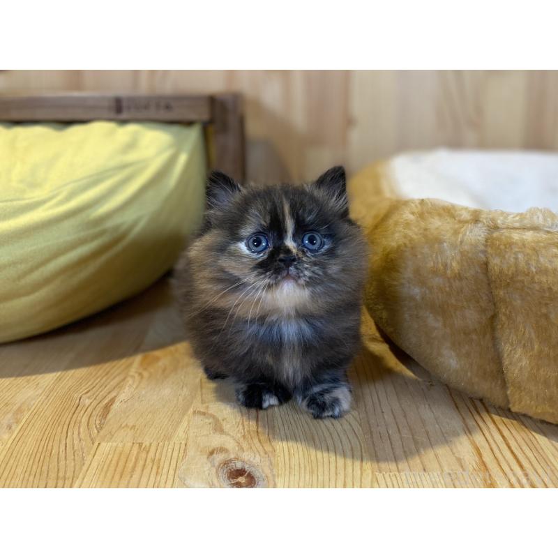 販売中の長野県のマンチカン(短足)-140025の10枚目