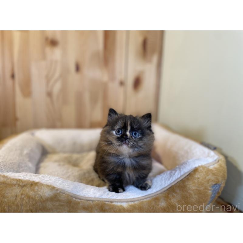 販売中の長野県のマンチカン(短足)-140025の9枚目