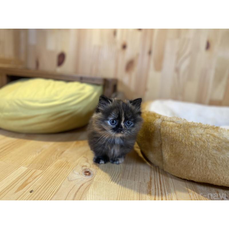 販売中の長野県のマンチカン(短足)-140025の8枚目