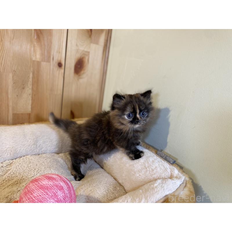 販売中の長野県のマンチカン(短足)-140025の7枚目