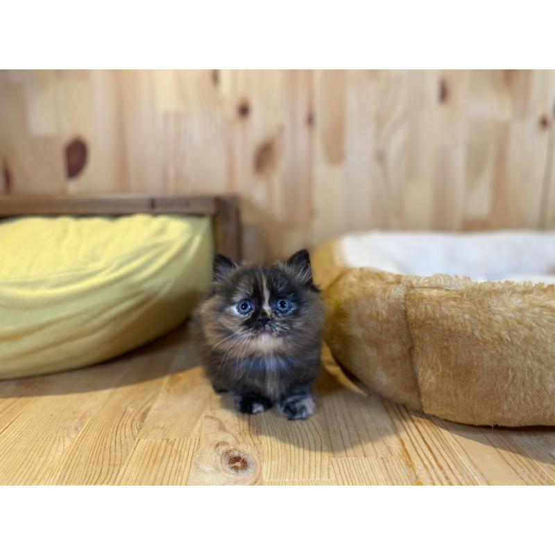 販売中の長野県のマンチカン(短足)-140025の6枚目