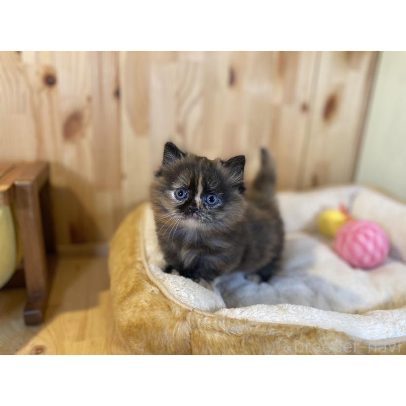 販売中の長野県のマンチカン(短足)-140025の4枚目