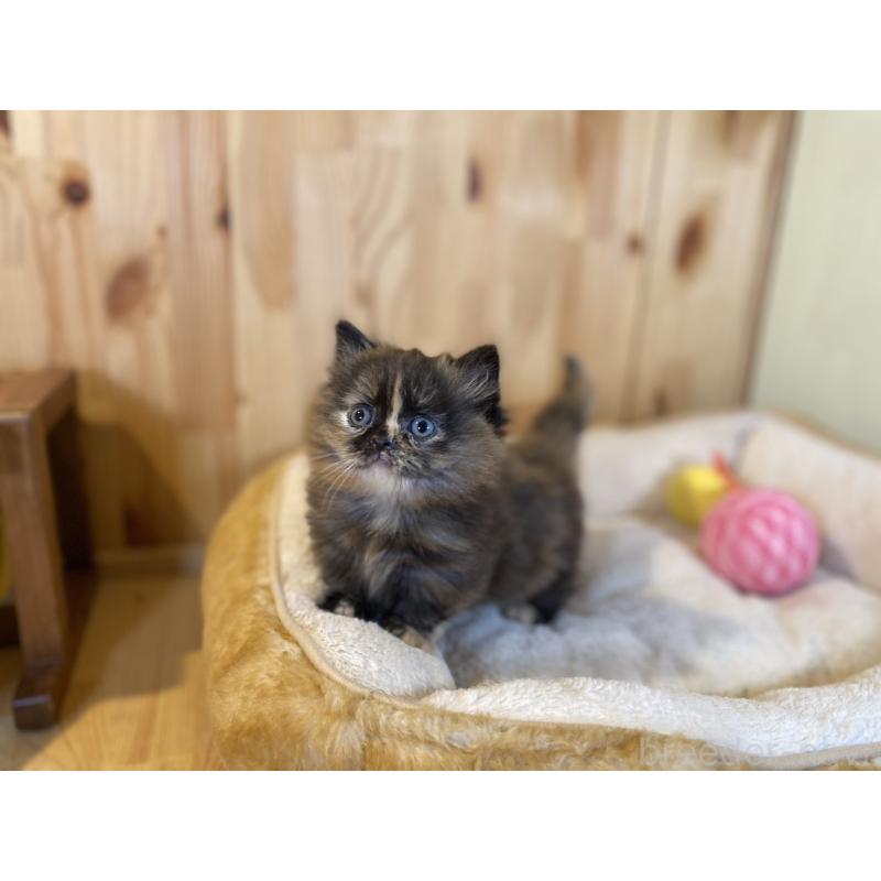 販売中の長野県のマンチカン(短足)-140025の5枚目