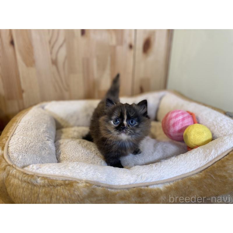 販売中の長野県のマンチカン(短足)-140025の3枚目