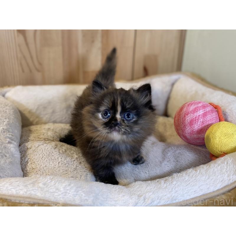 販売中の長野県のマンチカン(短足)-140025の2枚目