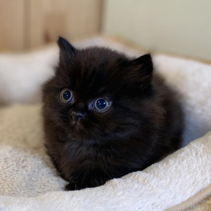 販売中の長野県のマンチカン(短足)-140026の1枚目