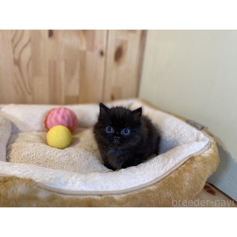 販売中の長野県のマンチカン(短足)-140026の11枚目