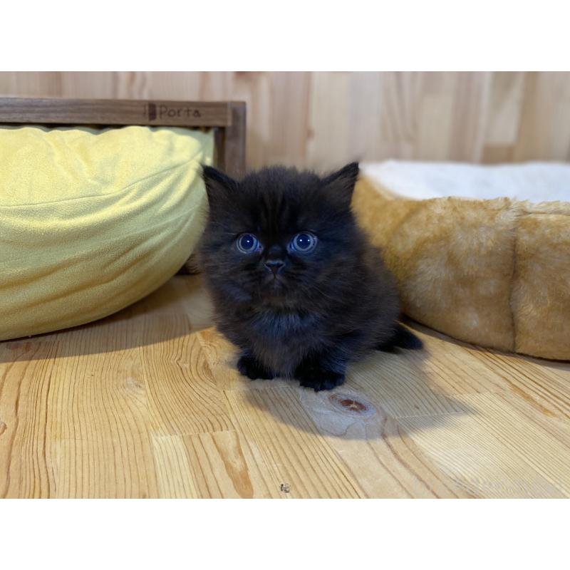 販売中の長野県のマンチカン(短足)-140026の10枚目