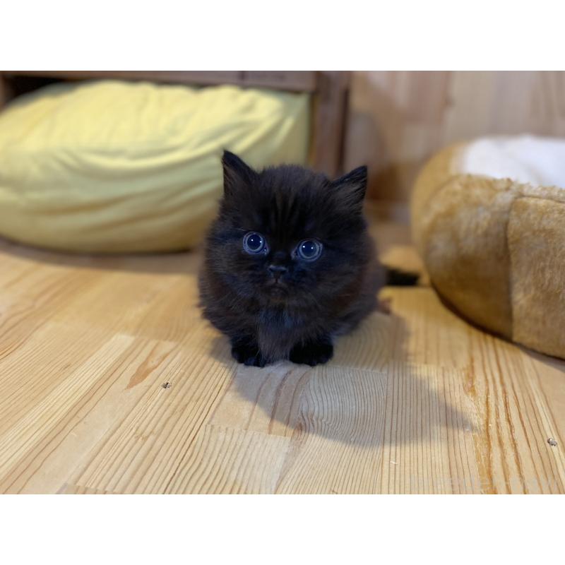 販売中の長野県のマンチカン(短足)-140026の9枚目