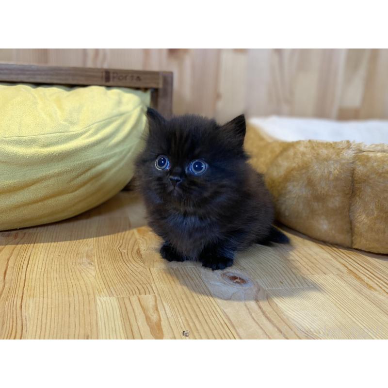 販売中の長野県のマンチカン(短足)-140026の8枚目