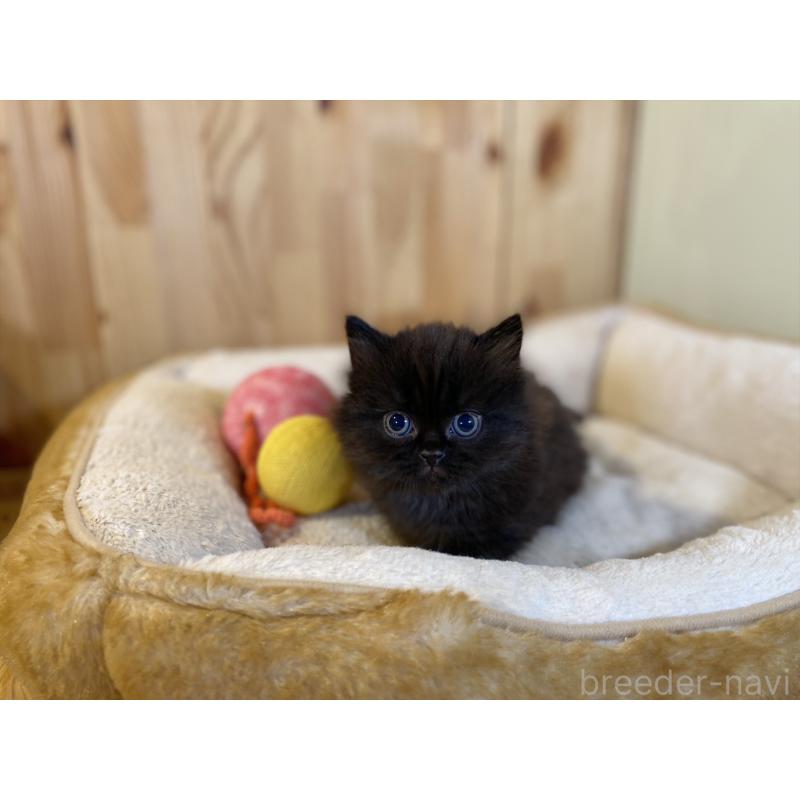 販売中の長野県のマンチカン(短足)-140026の7枚目