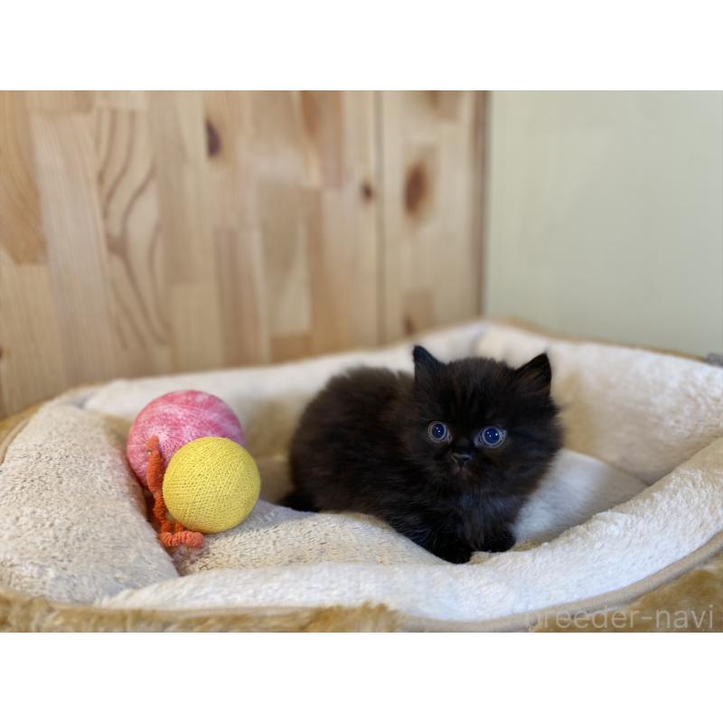 販売中の長野県のマンチカン(短足)-140026の6枚目