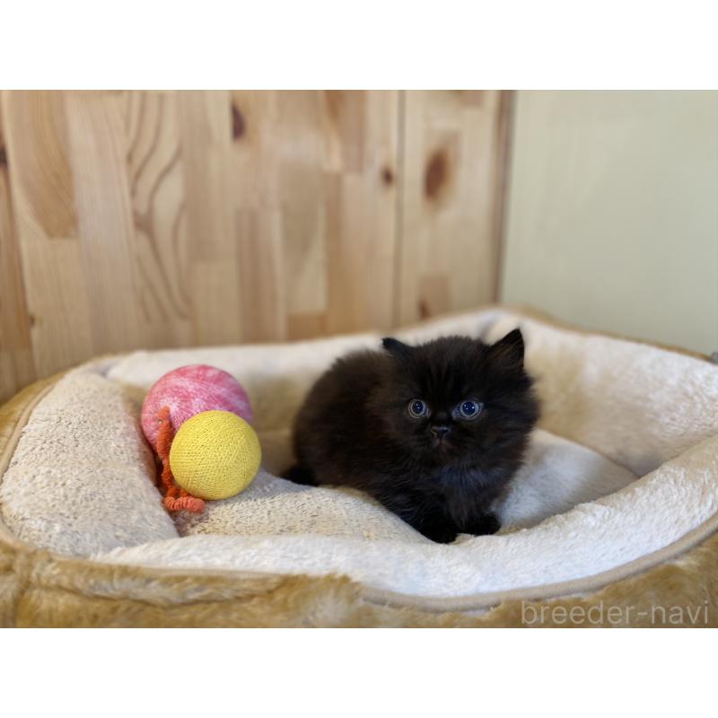 販売中の長野県のマンチカン(短足)-140026の5枚目