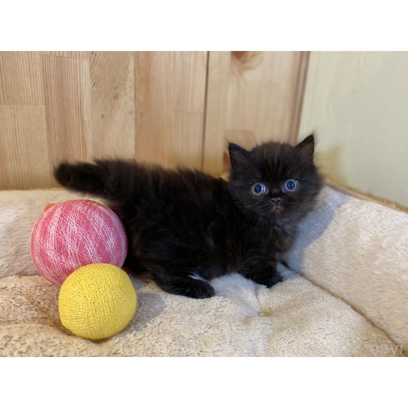 販売中の長野県のマンチカン(短足)-140026の4枚目