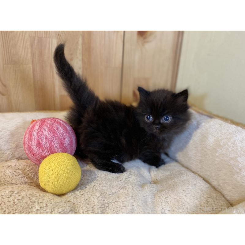 販売中の長野県のマンチカン(短足)-140026の3枚目