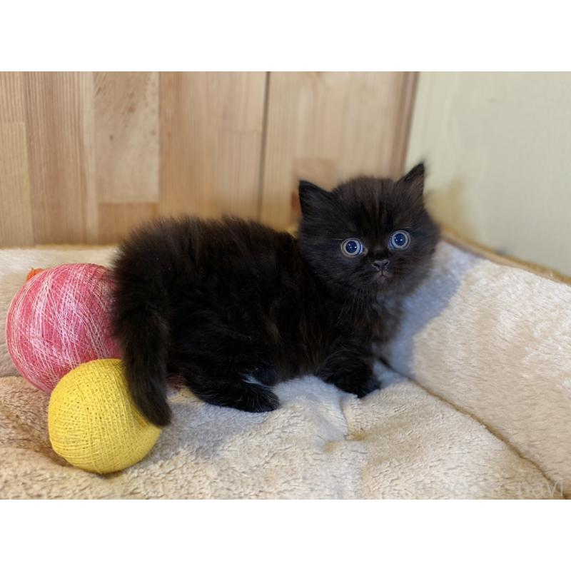 販売中の長野県のマンチカン(短足)-140026の2枚目