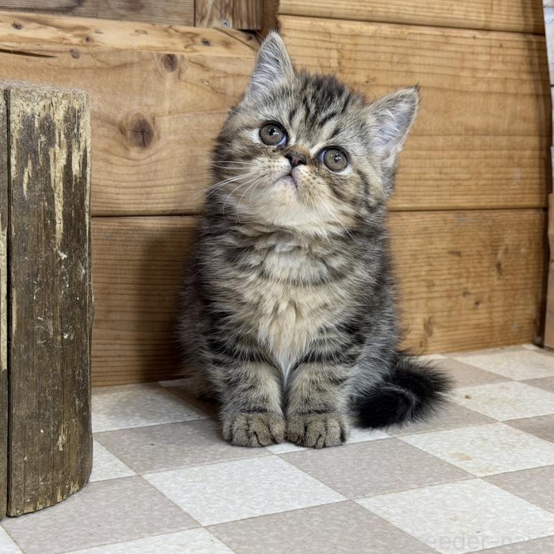 販売中の福岡県のエキゾチックショートヘア-140027の3枚目