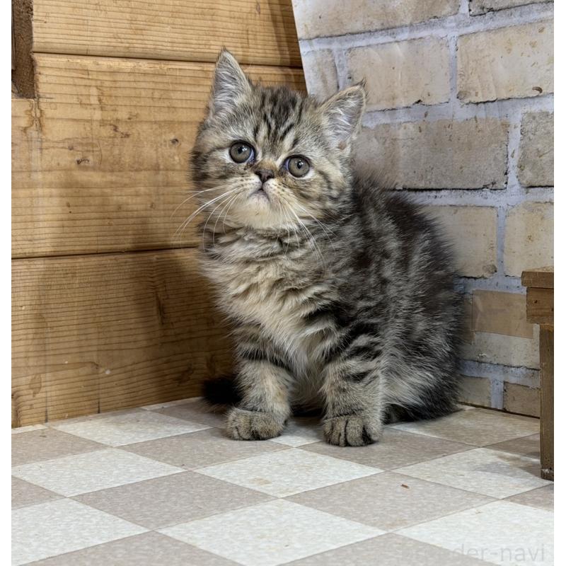 販売中の福岡県のエキゾチックショートヘア-140027の2枚目