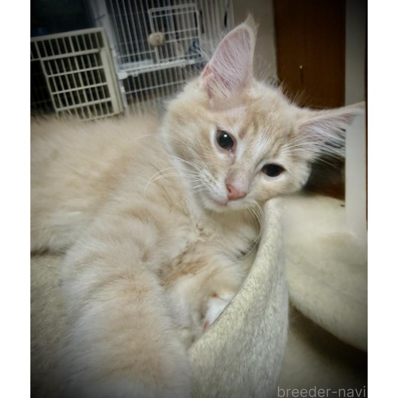 販売中の東京都のノルウェージャンフォレストキャット-137401の5枚目