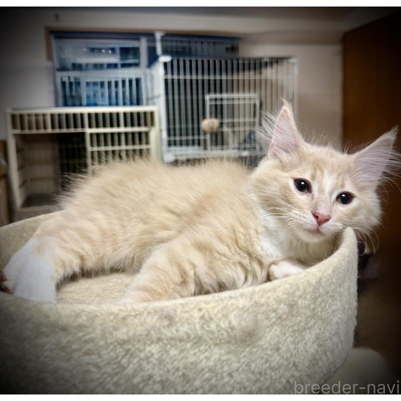 販売中の東京都のノルウェージャンフォレストキャット-137401の4枚目