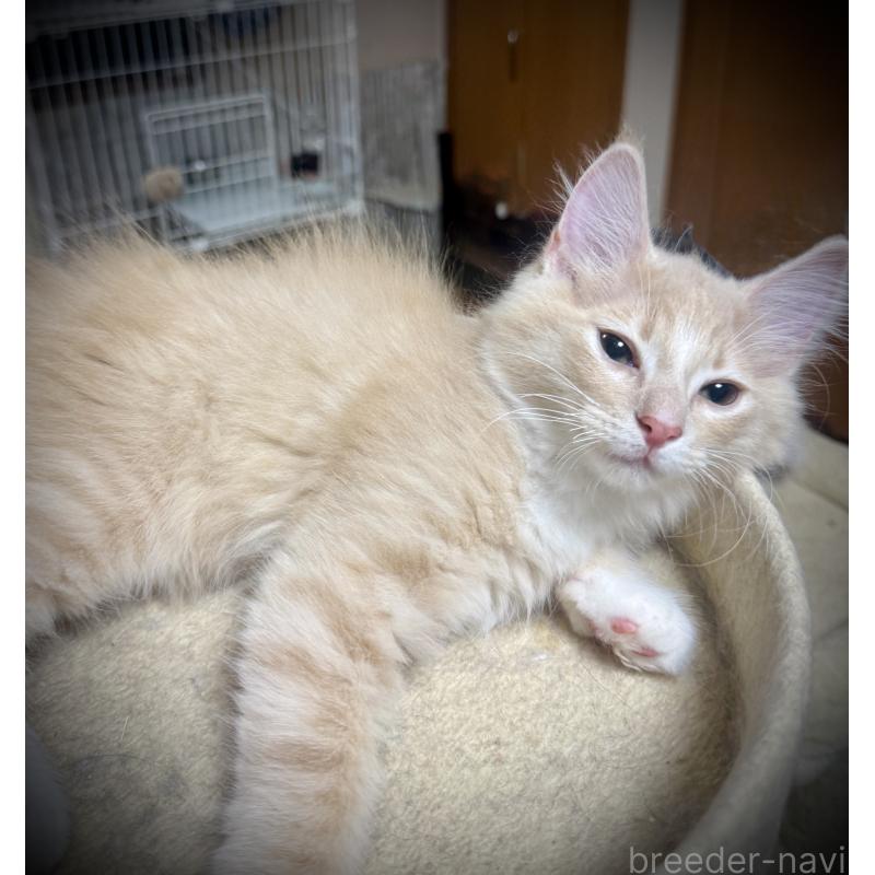 販売中の東京都のノルウェージャンフォレストキャット-137401の3枚目