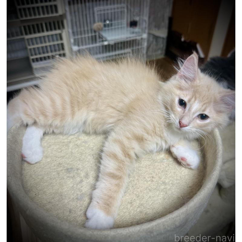 販売中の東京都のノルウェージャンフォレストキャット-137401の2枚目