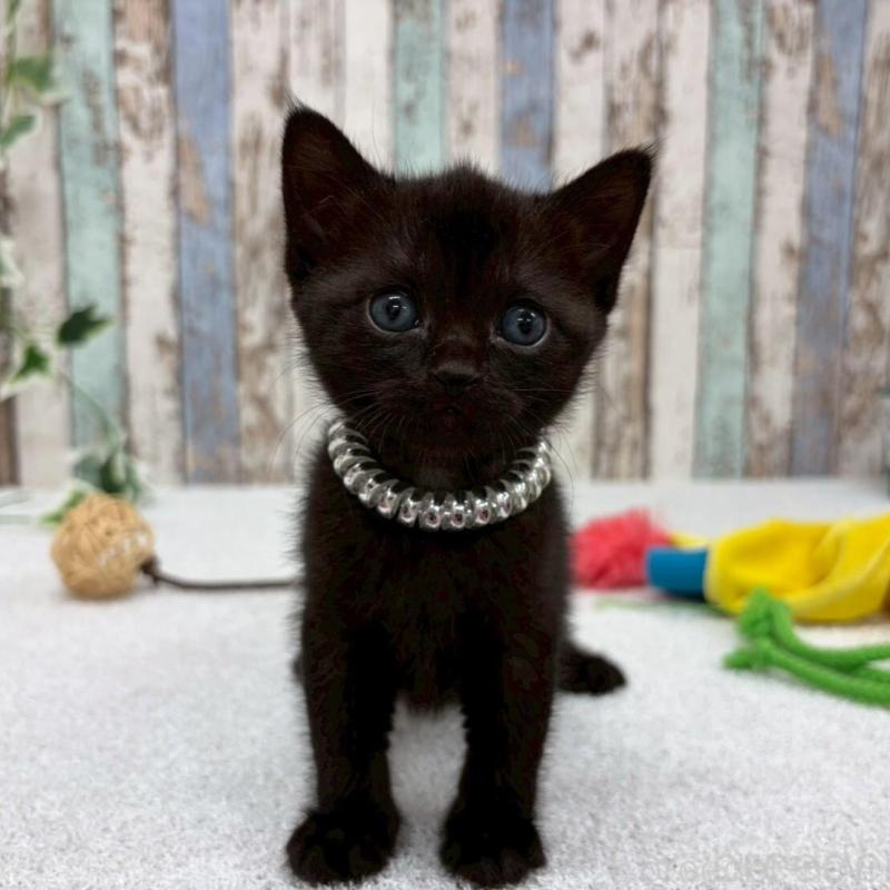 販売中の北海道のボンベイ-140028の8枚目