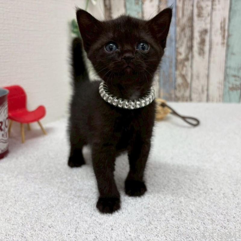 販売中の北海道のボンベイ-140028の7枚目