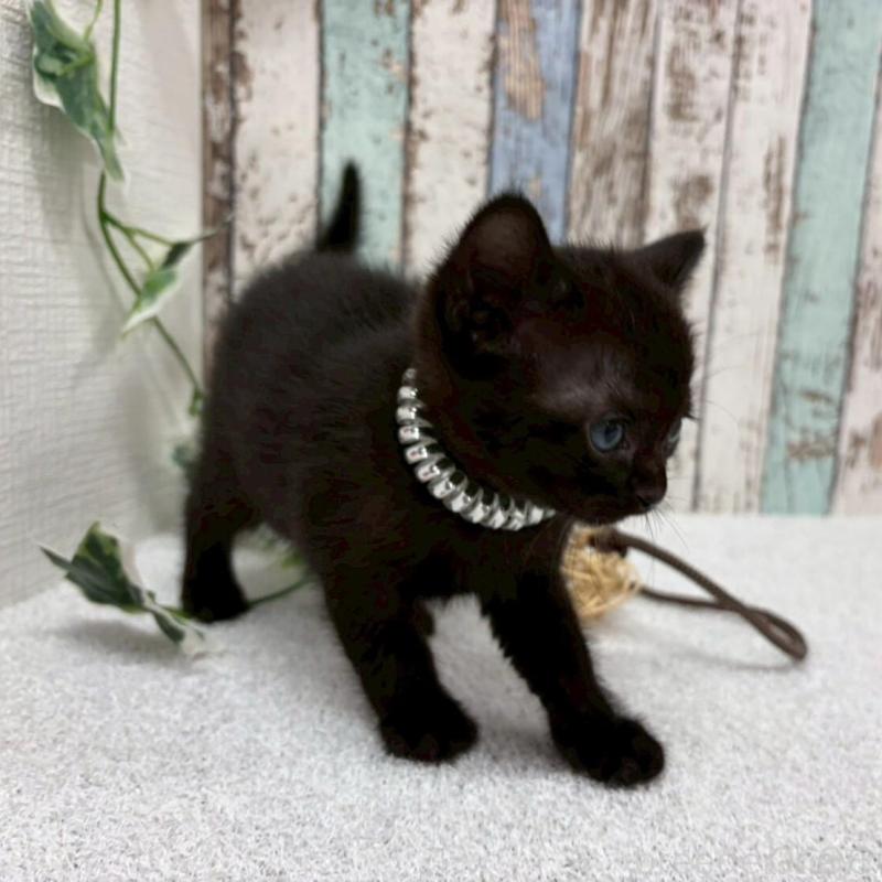 販売中の北海道のボンベイ-140028の6枚目