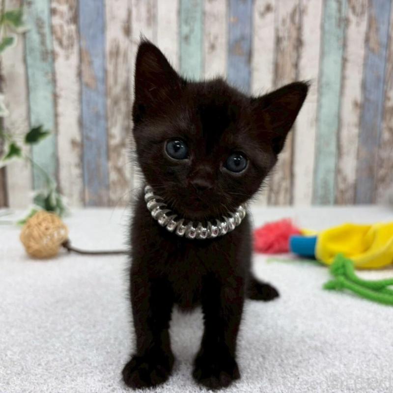 販売中の北海道のボンベイ-140028の1枚目