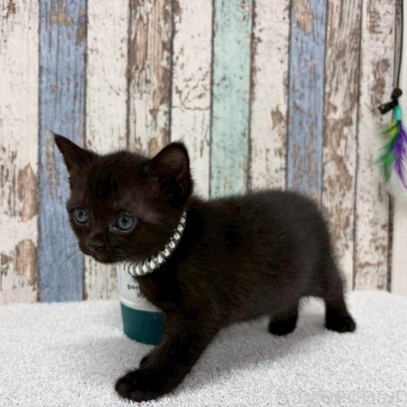 販売中の北海道のボンベイ-140028の5枚目