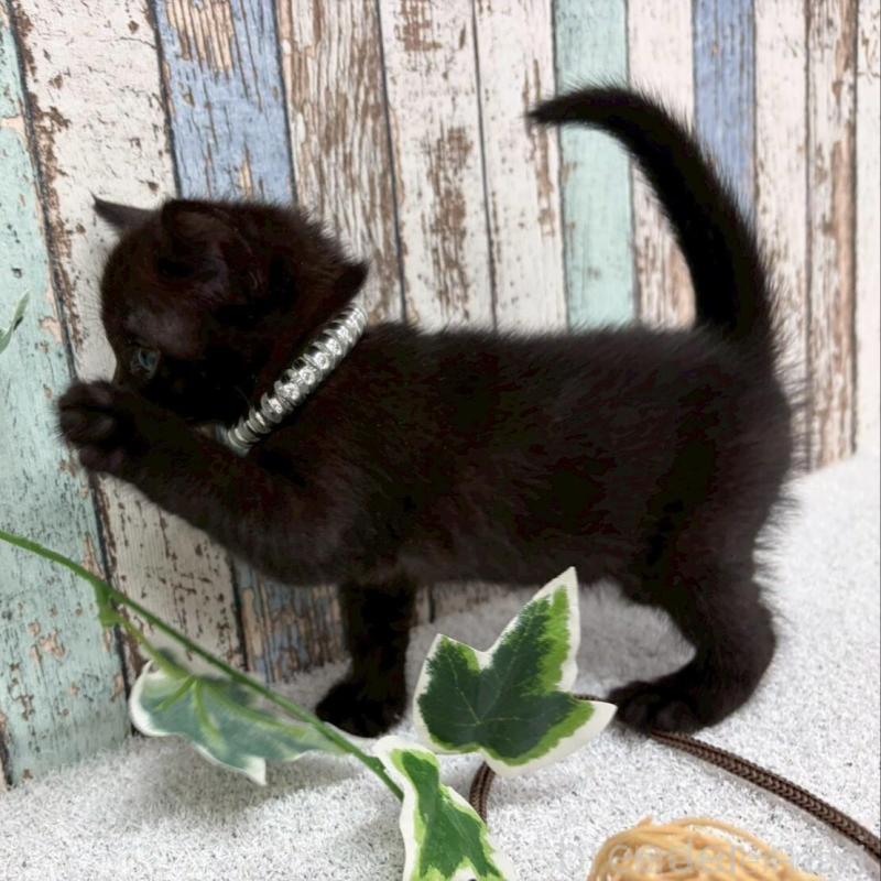 販売中の北海道のボンベイ-140028の4枚目