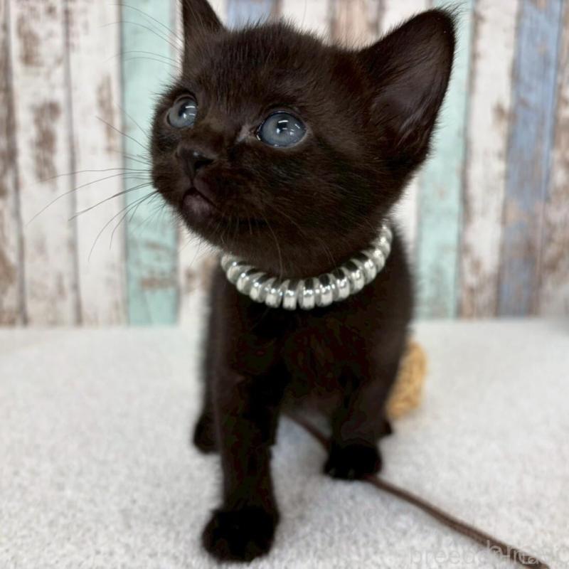 販売中の北海道のボンベイ-140028の3枚目